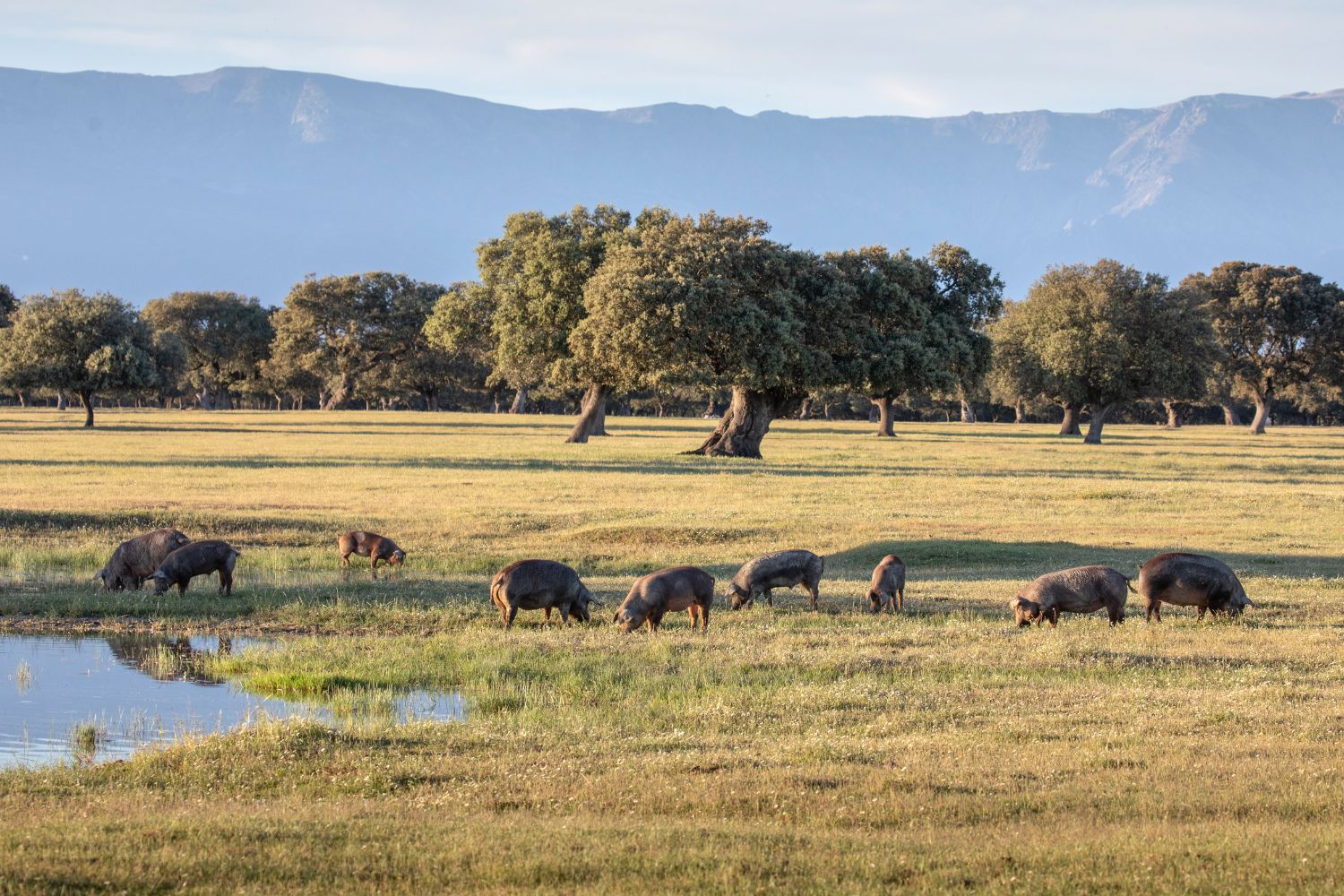 Cerdos en la dehesa en la Sierra de Aracena